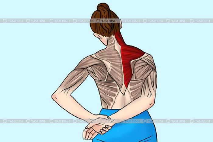 Bài tập căng duỗi cơ hình thang